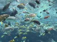 Okinawa Churaumi Aquarium
