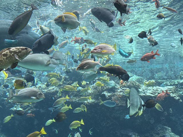 Okinawa Churaumi Aquarium