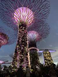 An Unforgettable Night at Supertree Grove 
