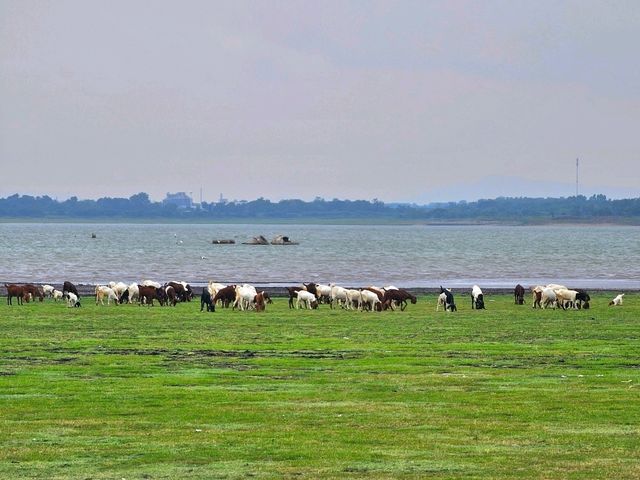 จุดกางเต็นท์บ้านหาดเล็บยาว นิวซีแลนด์เมืองไทย