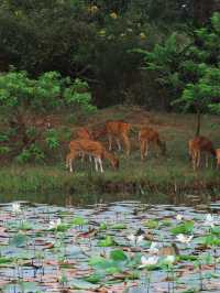 🐘 Wild Encounters at Yala Safari, Sri Lanka 🐾