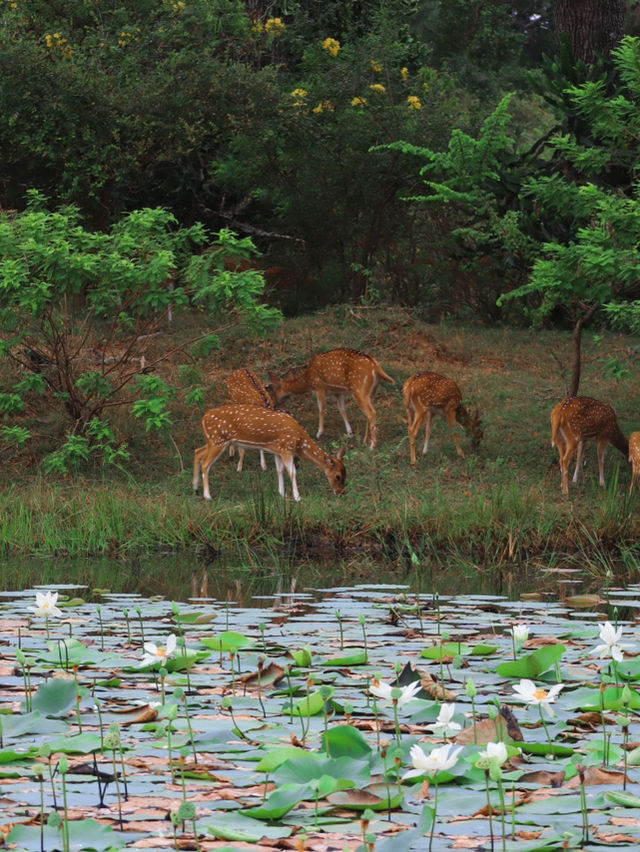 🐘 Wild Encounters at Yala Safari, Sri Lanka 🐾