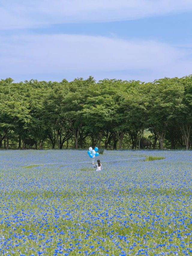 (실시간) 파란 물결 시작된 아그로랜드🌿💙