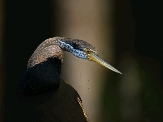 Night Cruise Wildlife 