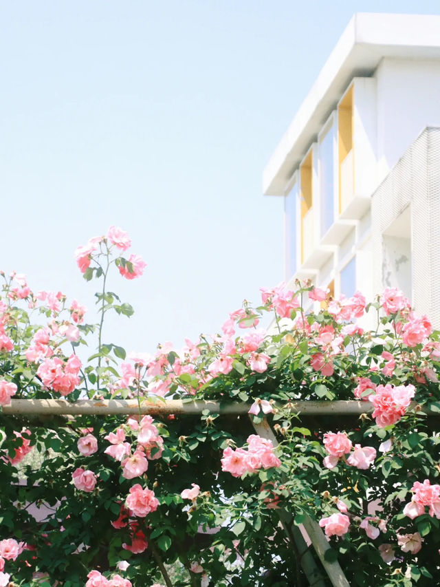Haining Flower Garden Expo｜Stepped Into a Monet Dreamland 🖌️✨