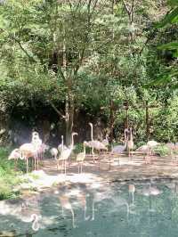 Summer Zoo Stroll: Everland, Korea