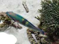 黑潮水槽震撼人心的海洋體驗/沖繩美麗海水族館