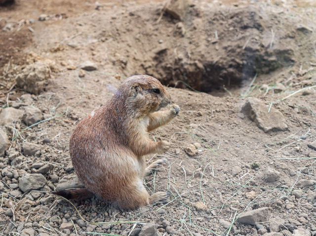 【栃木県】 那須の雄大な自然に暮らす動物たちの王国『那須どうぶつ王国』