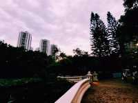 青衣公園蓮花池