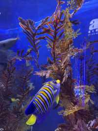 A Splash of Colour – Tropical Fish Time