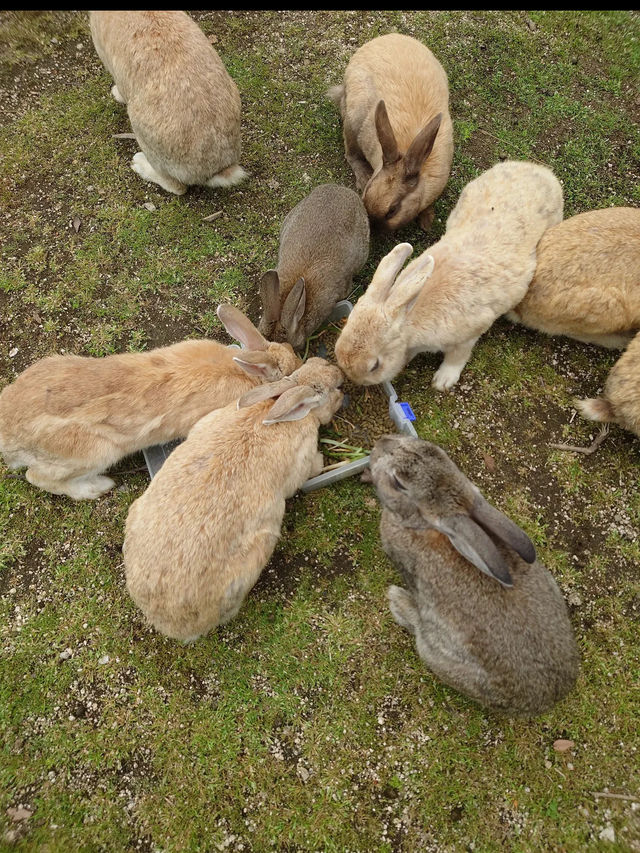 うさぎに癒される島旅、大久野島でふわふわの休日を うさぎに癒される島旅、大久野島でふわふわの休日を
