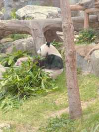 海洋公園一日遊 ｜熊貓寶寶超可愛🐼