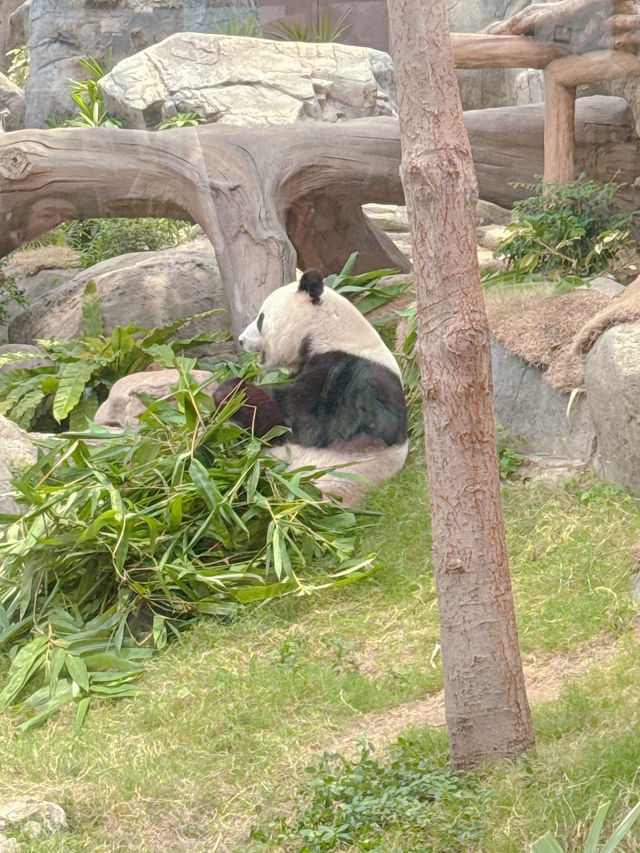 海洋公園一日遊 ｜熊貓寶寶超可愛🐼