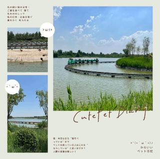 水天一色—白洋澱旅遊濕地公園