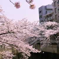 文京・関口 神田川沿いの桜を狙う — 撮影ポイント＆ランチガイド