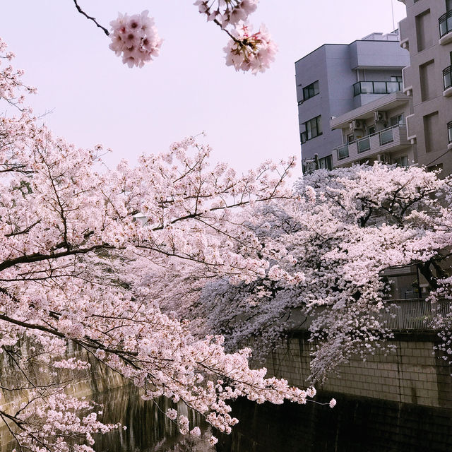 文京・関口 神田川沿いの桜を狙う — 撮影ポイント＆ランチガイド