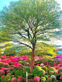 Blossoms of Tradition: Nezu Shrine Azalea Garden