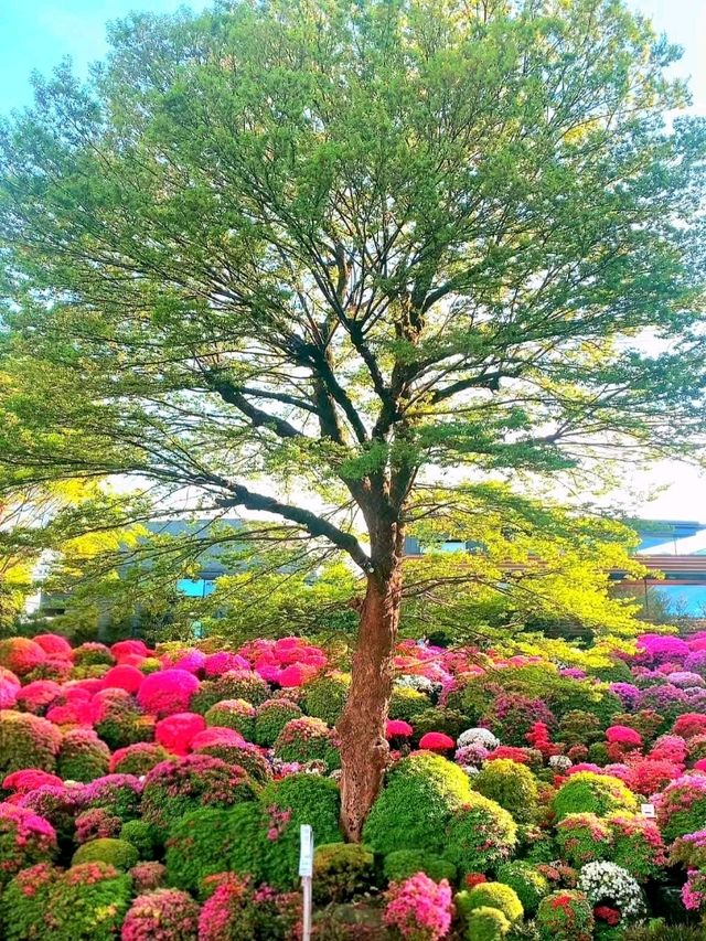 Blossoms of Tradition: Nezu Shrine Azalea Garden Blossoms of Tradition: Nezu Shrine Azalea Garden