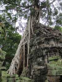 Ta Prohm, Cambodia: Where Roots Embrace Ruins