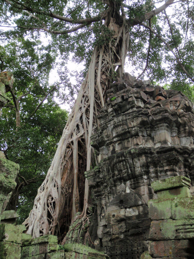 Ta Prohm, Cambodia: Where Roots Embrace Ruins