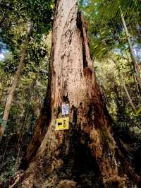 「柔佛隱藏版打卡山丘。」