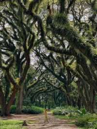 🌳 De Djawatan Forest Wonder