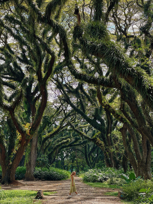 🌳 De Djawatan Forest Wonder
