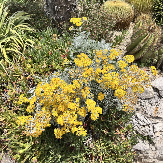 🇫🇷法國埃茲-Jardin Exotique d’Eze 🌵