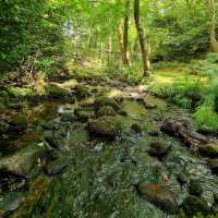 Ballard Waterfall Forest Recreational Area – Hidden Cascades & Woodland Loops of North Cork