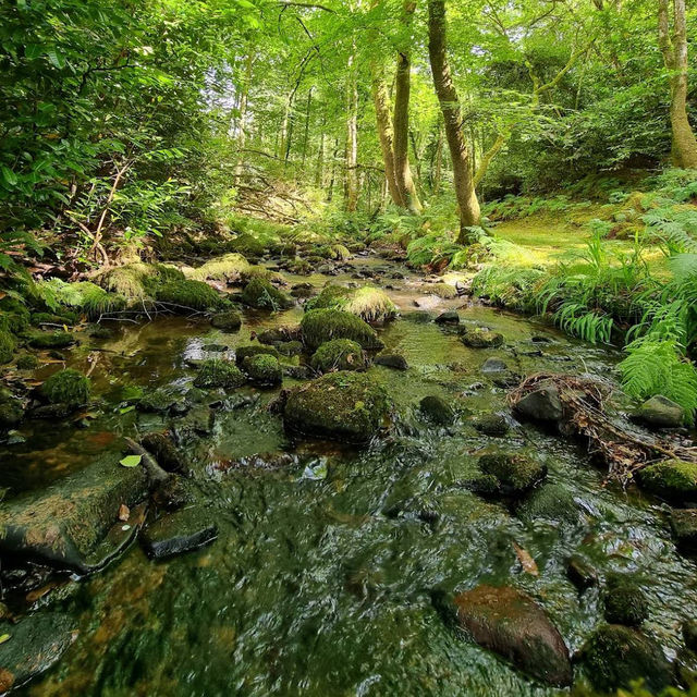 Ballard Waterfall Forest Recreational Area – Hidden Cascades & Woodland Loops of North Cork