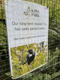 ไปดูนกกีวี่ ไอคอนของนิวซีแลนด์ตัวจริงที่ Kiwi Park