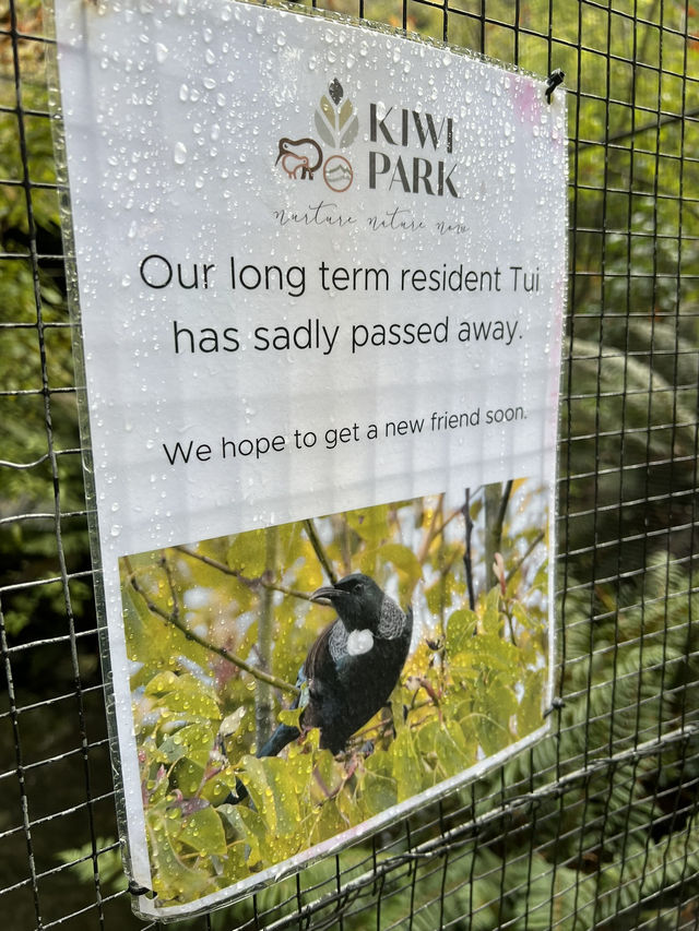 ไปดูนกกีวี่ ไอคอนของนิวซีแลนด์ตัวจริงที่ Kiwi Park