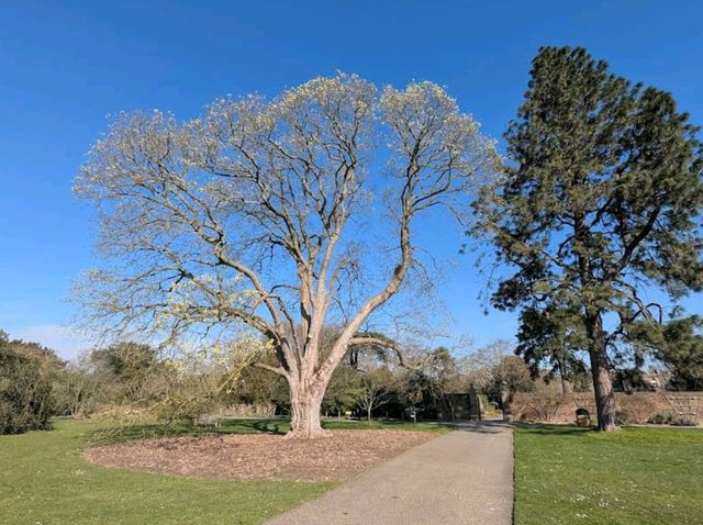 Royal Botanic Gardens, Kew