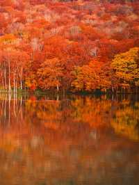 旅行前に見て】観光攻略付‼️早朝の森で 出会う息をのむ「鏡紅葉」の燃えるような絶景🍁✨