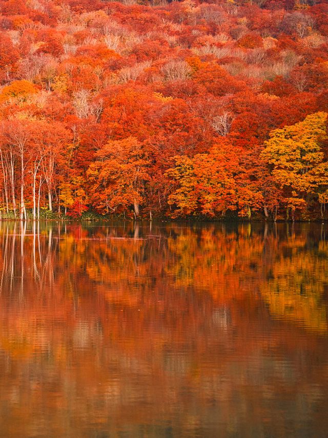 旅行前に見て】観光攻略付‼️早朝の森で 出会う息をのむ「鏡紅葉」の燃えるような絶景🍁✨