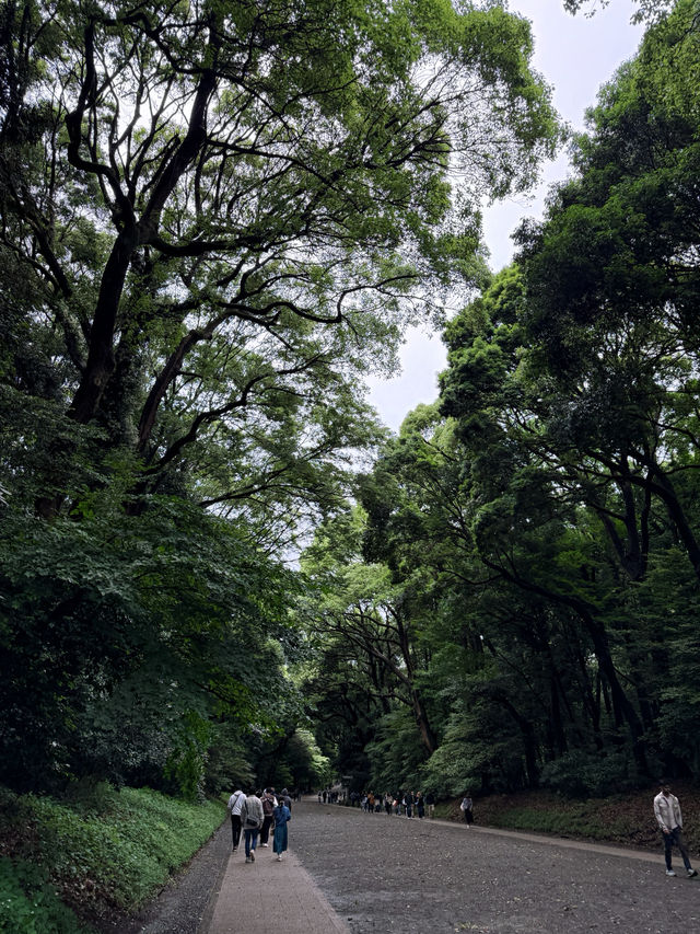 東京明治公園：四季流轉中的都市綠洲，邂逅日式浪漫