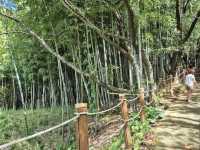 Halla Arboretum, Jeju Island,S.Korea