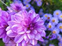 Claude Monet's House and Gardens - Giverny