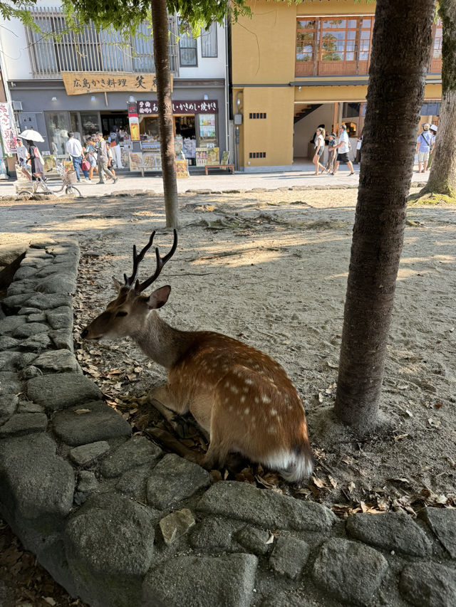 【広島】日本三景 厳島神社⛩｜宮島