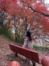  🍁 자산공원 가을 여행 🍁
