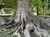 Sir Seewoosagur Ramgoolam Botanical Garden