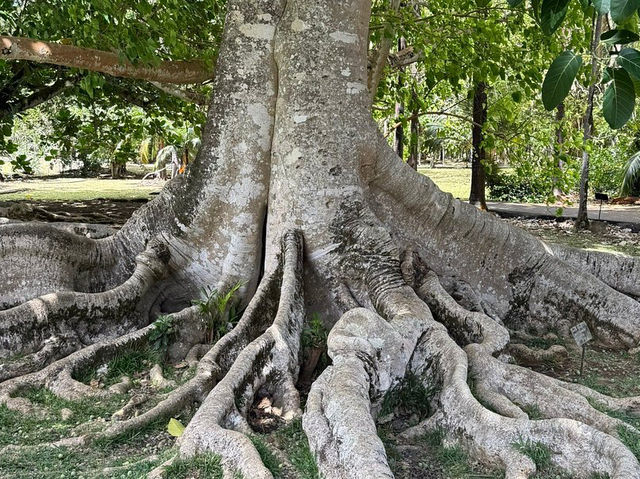 Sir Seewoosagur Ramgoolam Botanical Garden
