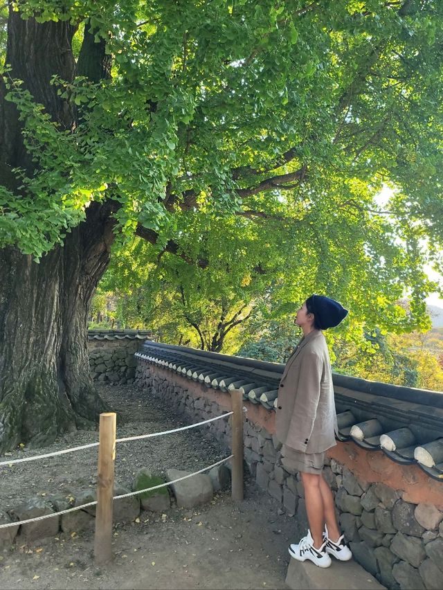 가을이 오면 꼭 가야할 은행나무명소💛