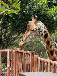 Surabaya 5 Days Kids Escapade