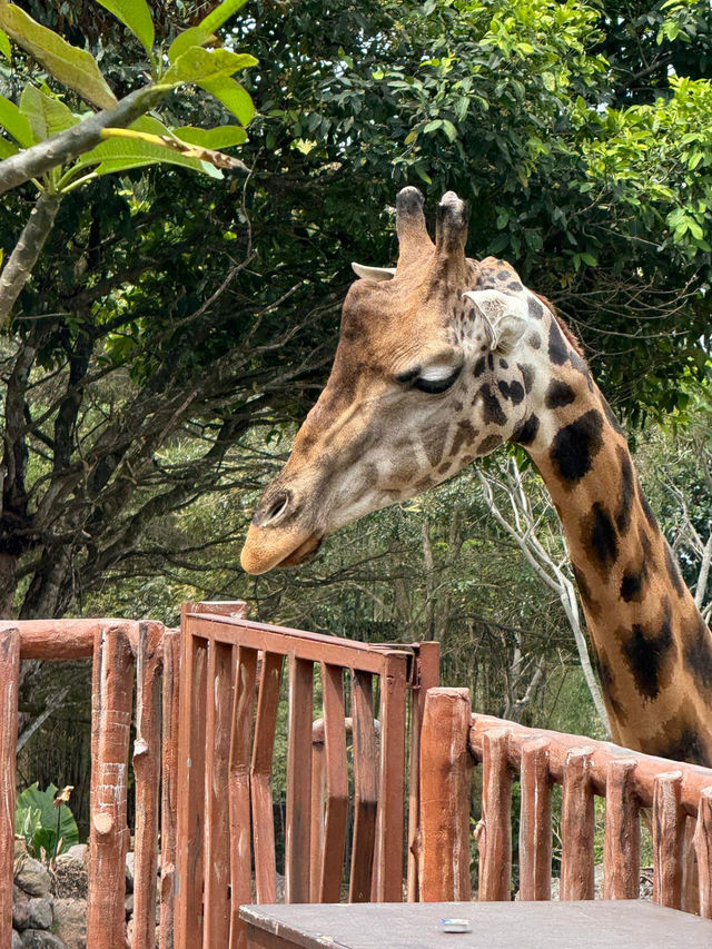 Surabaya 5 Days Kids Escapade Surabaya 5 Days Kids Escapade