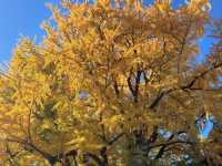 🍁ชมฤดูใบไม้เปลี่ยนสีที่อุเอโนะ (Ueno Park)