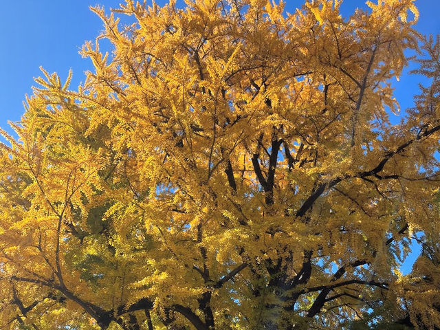 🍁ชมฤดูใบไม้เปลี่ยนสีที่อุเอโนะ (Ueno Park)