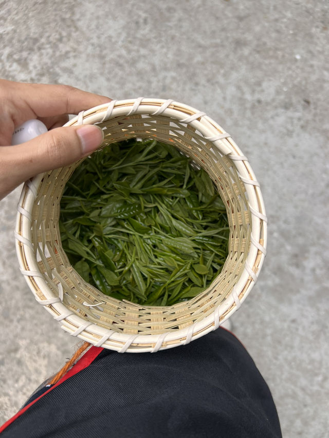 🍃 วันนี้เรามา “เก็บชา” กันที่ 福泉山茶山