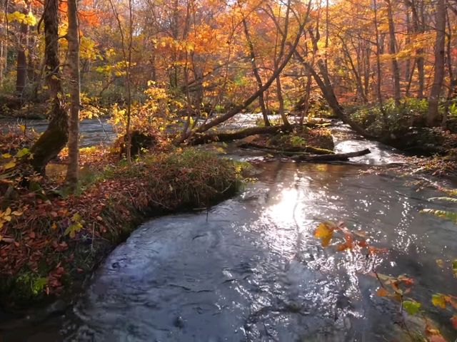 青森小眾秘境！奧入瀨溪流14公裡絕美徒步攻略🚶‍♀