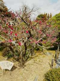 Kyoto's Secret Palette: A Solo Afternoon at Jonan-gu